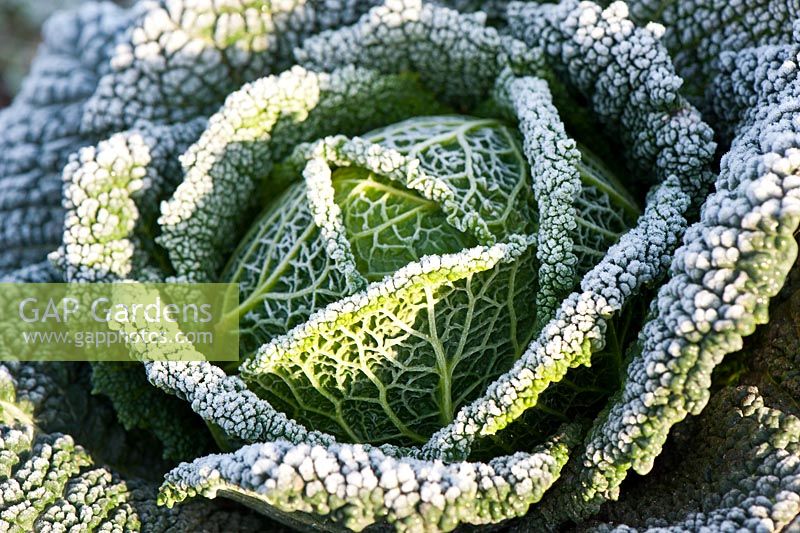Brassica - Savoy cabbage