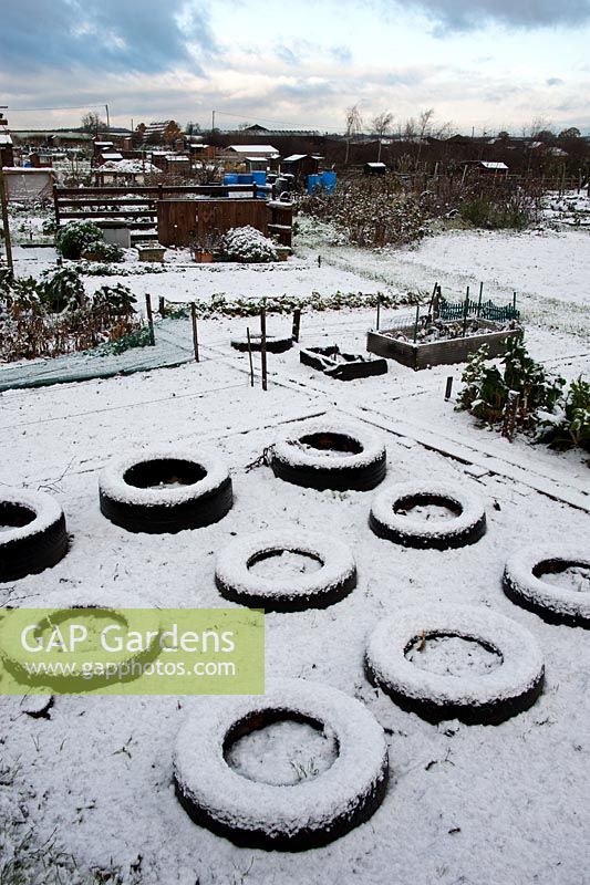Raised beds made from old tyres on allotment site