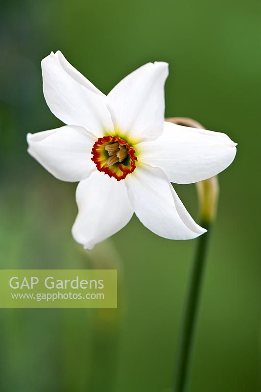 Narcissus poeticus var. recurvus
