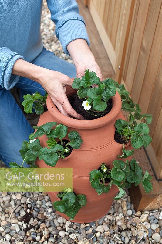 Step by step planting a Strawberry planter - Fragaria 'Cambridge Favourite'. Pot by Dunne and Hazell
