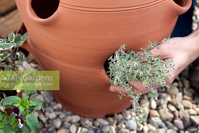 Step by step - Planting herbs and flowers in a herb planter -  Thymus 'Silver Posie'. Pot by Dunne and Hazell
