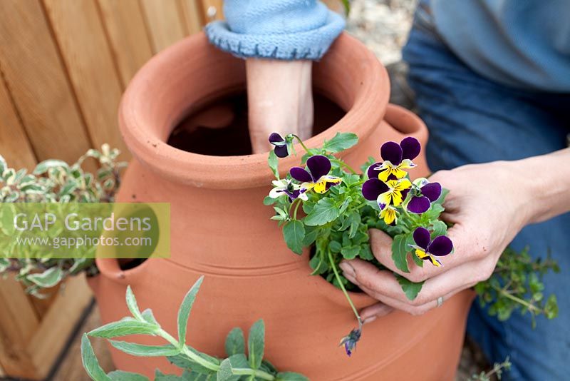 Step by step - Planting herbs and flowers in a herb planter -   Viola tricolor. Pot by Dunne and Hazell