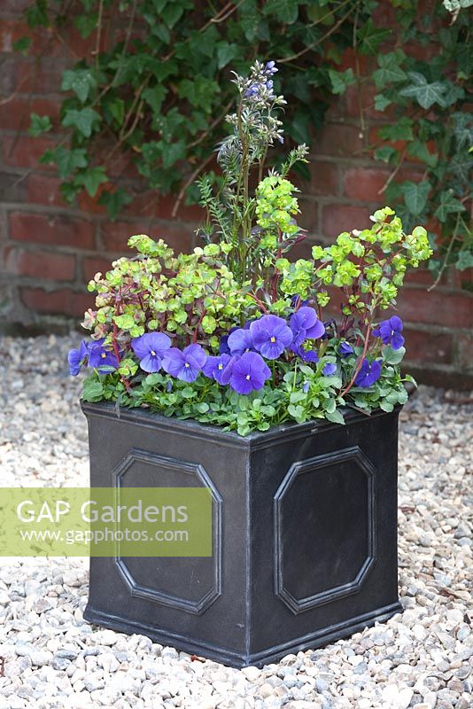 Step by step - Planting an early summer container. Finished pot with Euphorbia purpurea, Polemonium 'Bressingham Purple' and Viola - Pansies
 