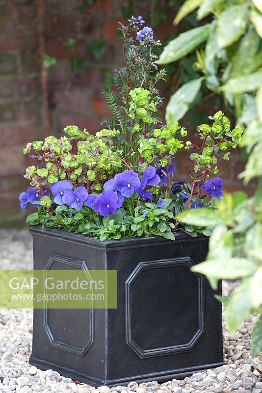 Step by step - Planting an early summer container. Finished pot with Euphorbia purpurea, Polemonium 'Bressingham Purple' and Viola - Pansies 
