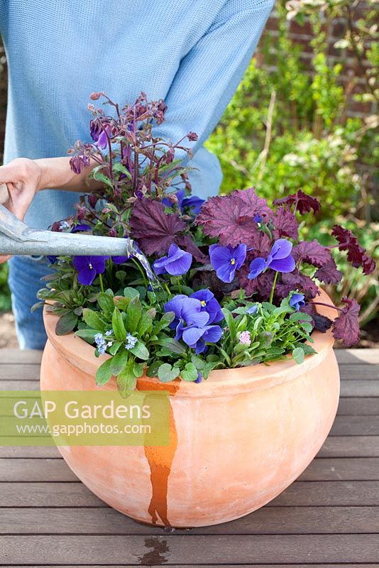 Step by step - Planting a purple and blue themed early summer container with Myosotis - Forget me nots, Viola 'True Blue' - Pansies, Heuchera 'Midnight Bayou' and Campanula 'Violet Belle' 
