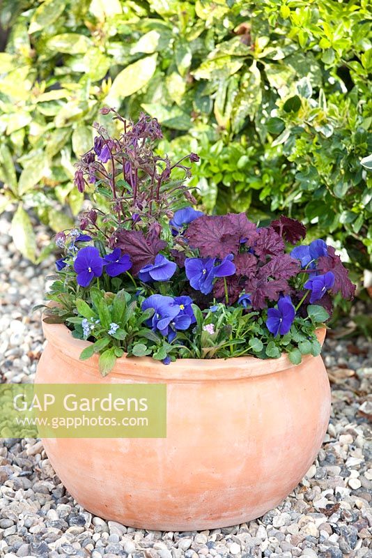 Step by step - Planting a purple and blue themed early summer container. Finished pot with Myosotis - Forget me nots, Viola 'True Blue' - Pansies, Heuchera 'Midnight Bayou' and Campanula 'Violet Belle' 