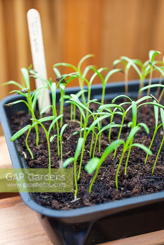 Step by step - Planting, growing on, dividing and repotting Cosmos 'Sweet Sixteen' 