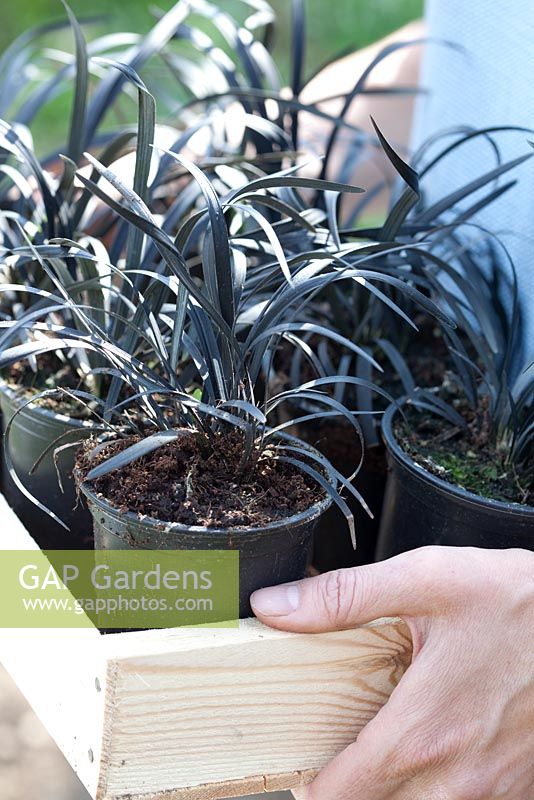 Step by step - planting out potted Ophiopogon planiscapus 'Nigrescens'  in garden border