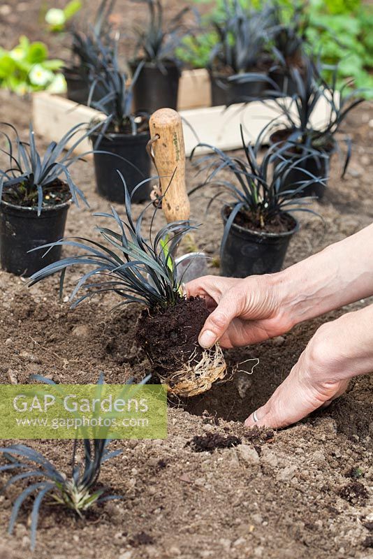 Step by step - planting out potted Ophiopogon planiscapus 'Nigrescens' in garden border