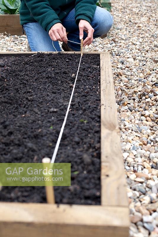 Step by step - Preparing soil in raised bed and planting Beetroot 'Red Titan F1'