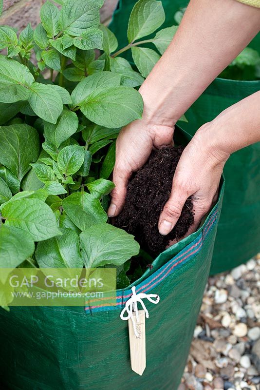 Step by step - Adding compost to sack planted with Potatoes 'Rooster'