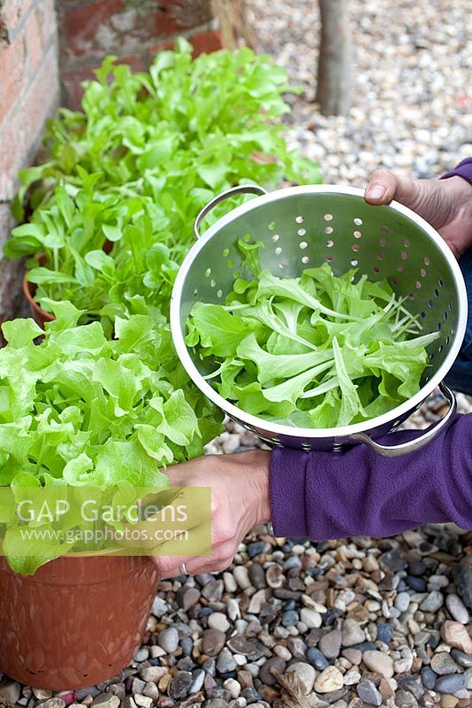 Step by step - Growing and harvesting organic Lettuce 'cut and come again'