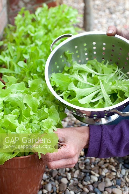 Step by step - Growing and harvesting organic Lettuce 'cut and come again'