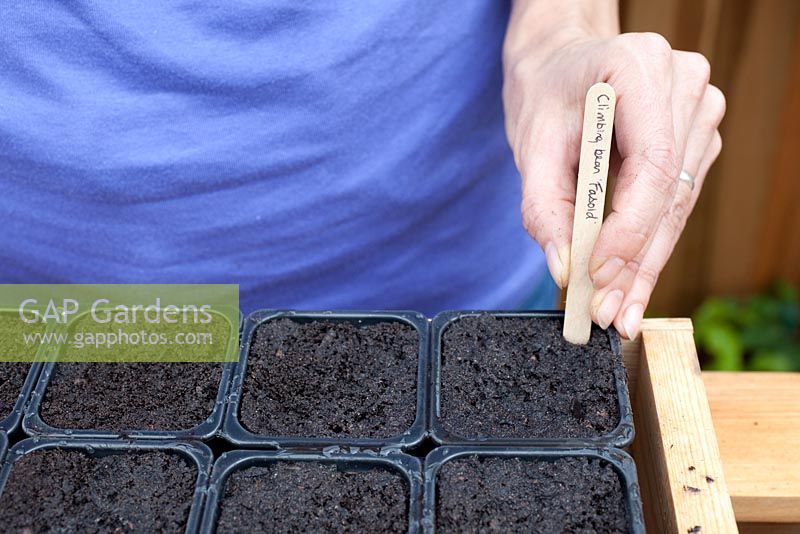 Step-by-step planting and growing on climbing French bean 'Fasold'