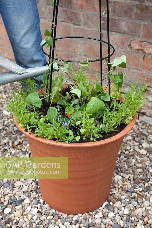 Step-by-step Planting an orange and blue themed container - watering newly planted plants