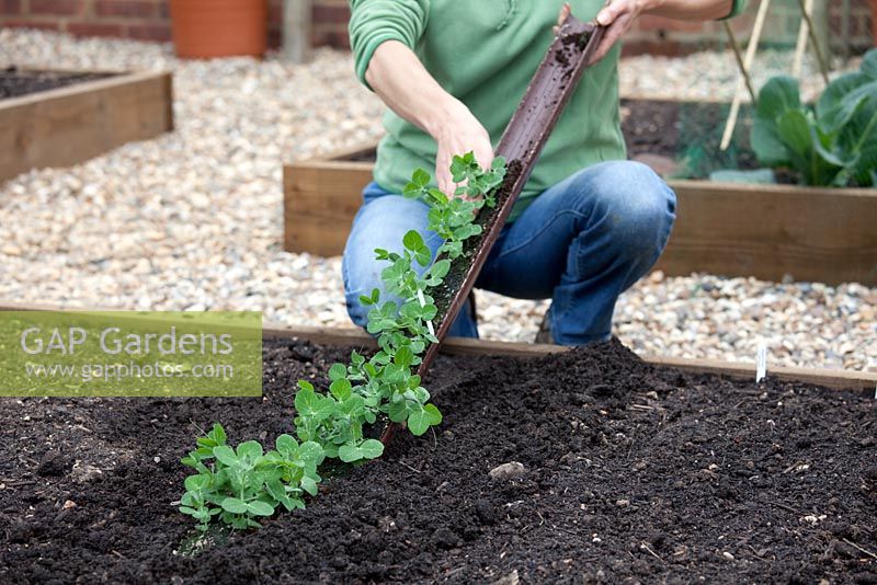 Step-by-step Planting out gutter grown pea 'Lincoln' plants in raised vegetable bed - tipping plants out into prepared soil 
