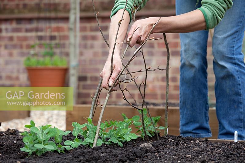 Step-by-step Planting out gutter grown pea plants in raised vegetable bed - Using branches as plant supports 