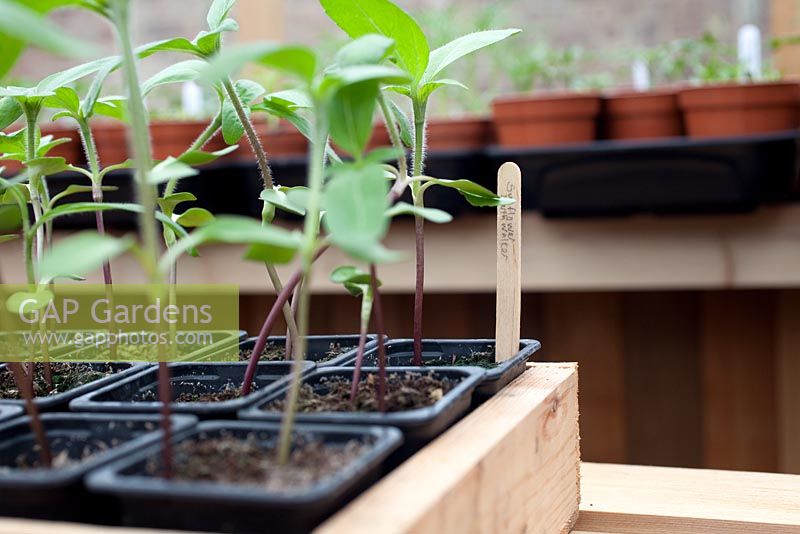 Step-by-step - Growing Sunflower 'Earthwalker' seedlings