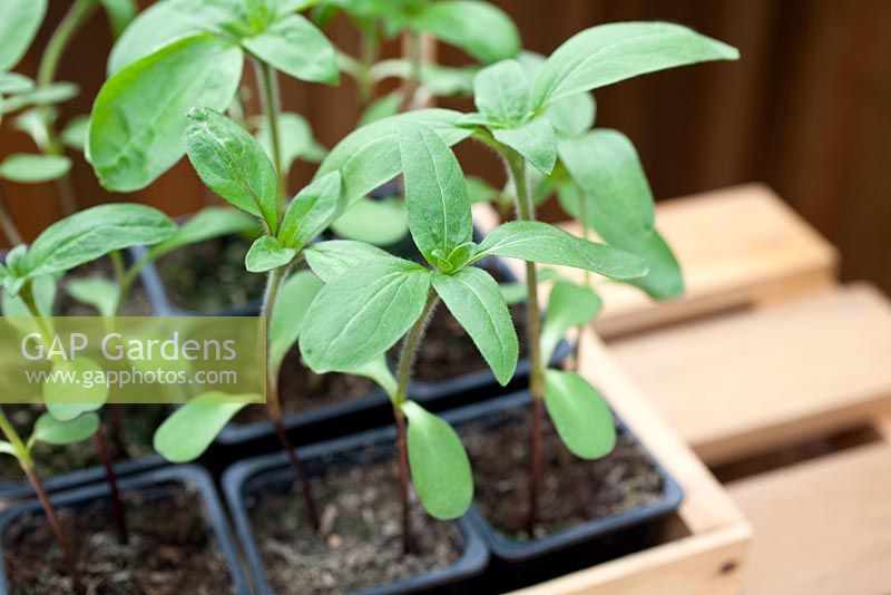 Step-by-step - Growing Sunflower 'Earthwalker' seedlings 