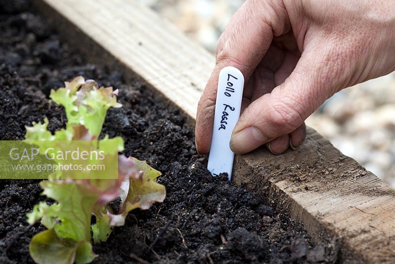 Step-by-step - Planting out plugs of Lettuces 'Lollo Rossa' in raised vegetable bed