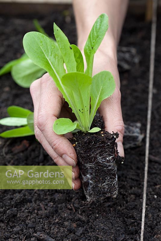 Step-by-step - planting plugs of Lettuces 'Little Gem' in raised vegetable bed