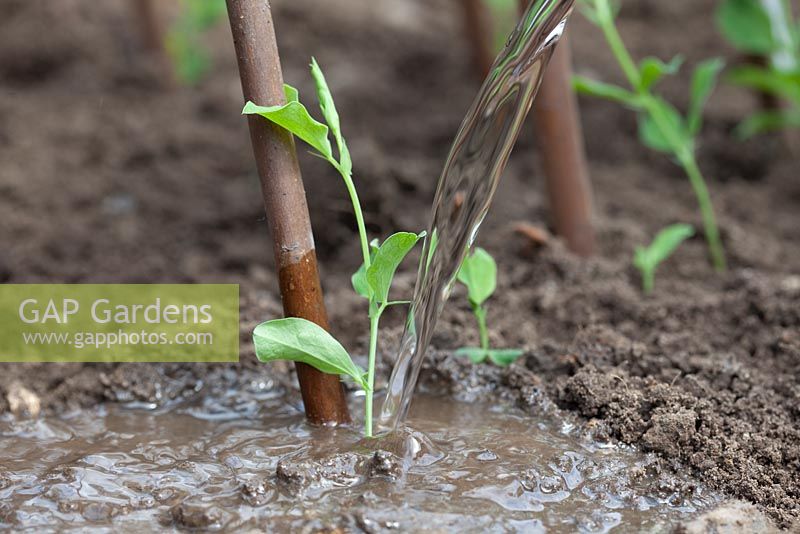 Step-by-step - Planting Sweet peas 'Royal Mixed' seedlings and seeds around wicker wigwam in raised vegetable bed, watering in