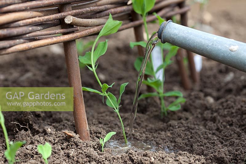 Step-by-step - Planting Sweet peas 'Royal Mixed' seedlings and seeds around wicker wigwam in raised vegetable bed