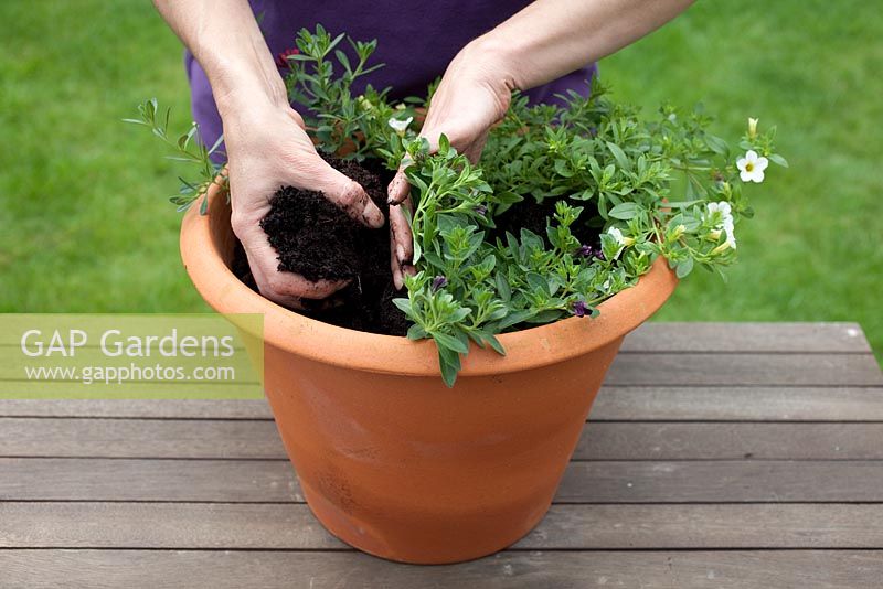 Step-by-step - Planting a red, white and blue themed container using Calibrachoa 'Red Improved', 'Deep Blue' and 'White'