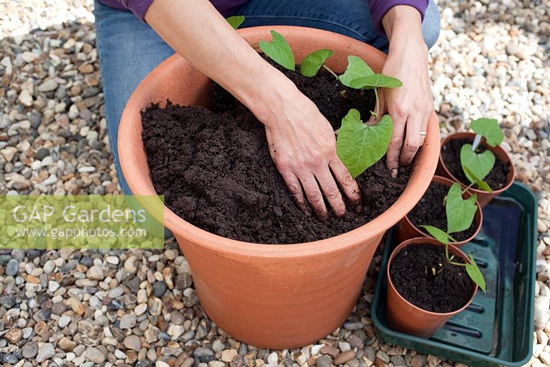 Step-by-step - Planting out Dwarf French Beans 'Purple King' plants in container