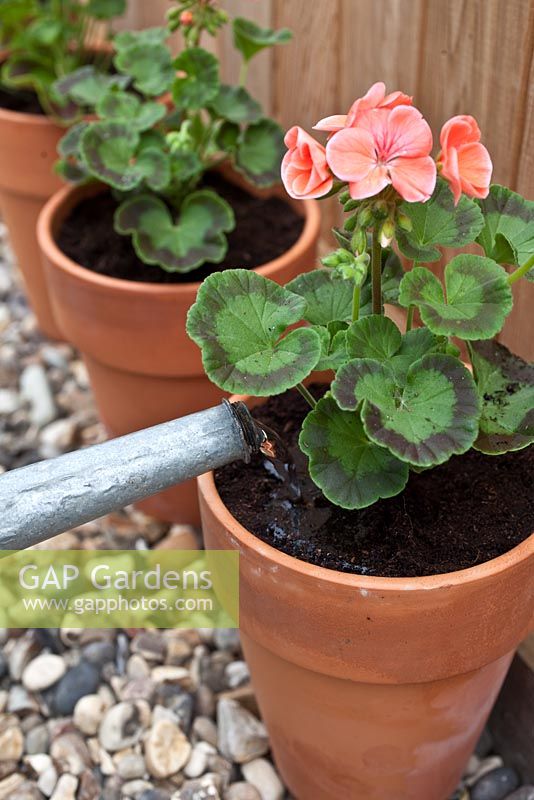 Step by step - watering newly repotted Pelargoniums 