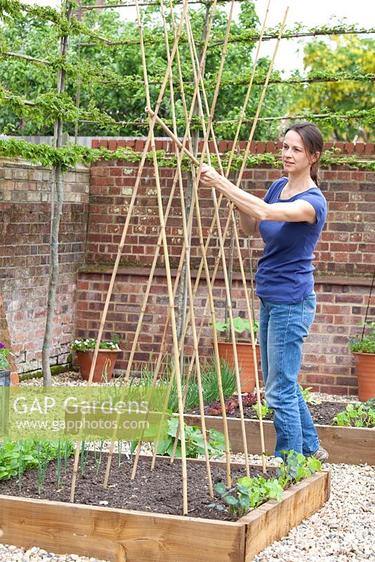 Step by step - Making a bamboo plant support and planting Runner Bean 'Desiree' in a raised bed