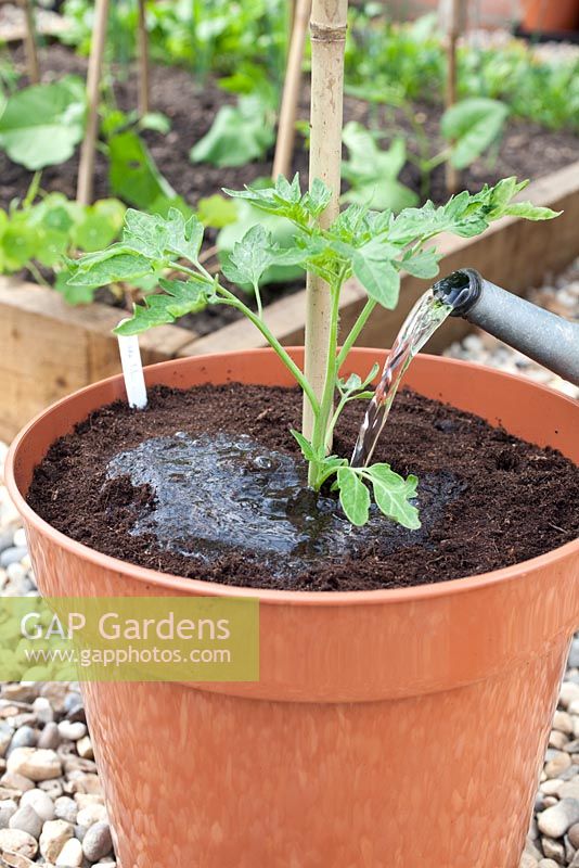 Step by step - repotting Tomato 'Orkado F1' adding bamboo plant support 