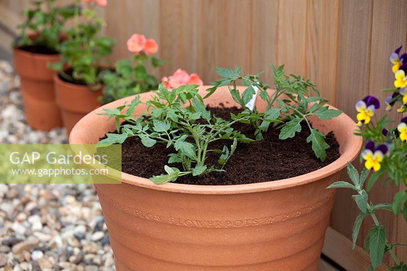 Step by step - repotting Tomato 'Tumbling Tom Red'