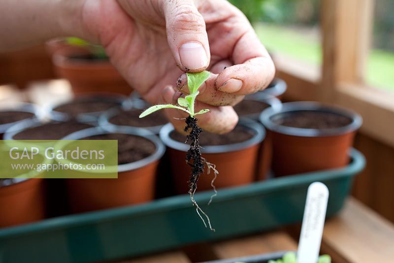 Step by step - Dividing and repotting Nicotiana sylvestris plants 