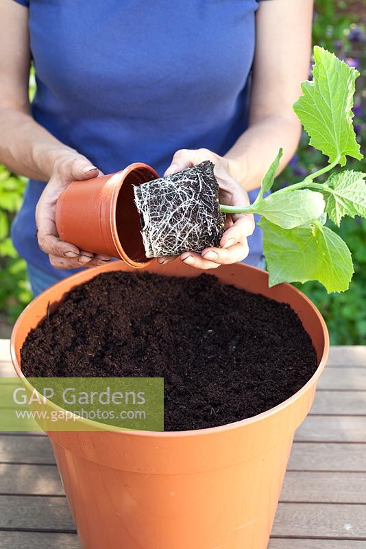 Step by step - Repotting Cucumber 'Mini' plant