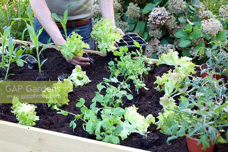 Step by step - Planting vegetables in raised wooden trug