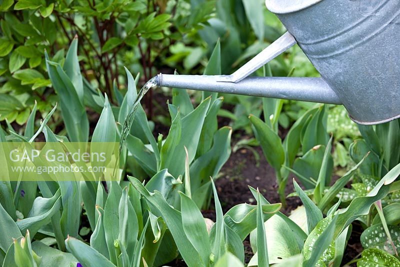 Step by step - Feeding Tulipa 'Queen of Night' and 'Hermitage' to bulk up bulbs for next year