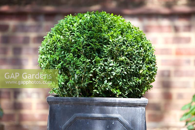 Step by step - trimming and shaping topiary in container - Buxus sempervirens