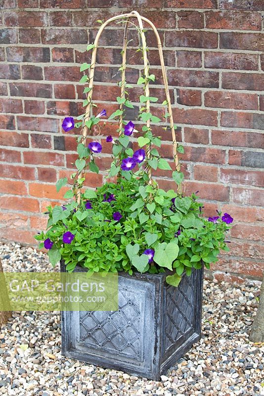 Purple themed summer container with Morning Glory 'Star of Yelta' and Petunia 'Shockwave Denim'