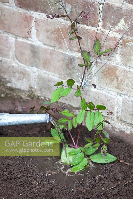 Step by step - Creating plant support with eyes and wires for Cobaea scandens