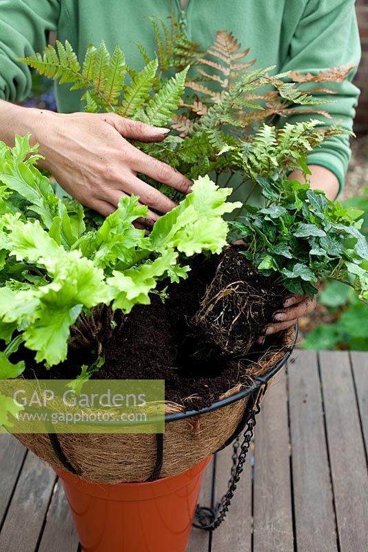 Step-by-step - Planting a shade loving hanging basket
