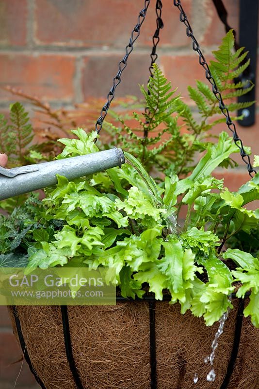 Step-by-step - Planting a shade loving hanging basket, watering in