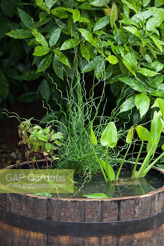 Creating a water feature - fully planted wooden barrel
