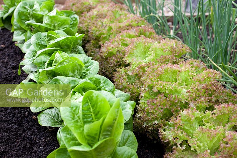 Step-by-step - Rows of lettuce growing in raised vegetable bed