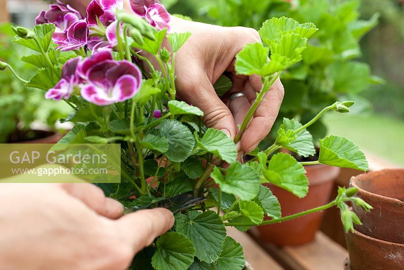Step-by-step - Taking cuttings and propagating Pelargonium 'Black Knight' in containers in greenhouse