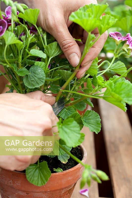 Step-by-step - Taking cuttings and propagating Pelargonium 'Black Knight' in containers in greenhouse' 