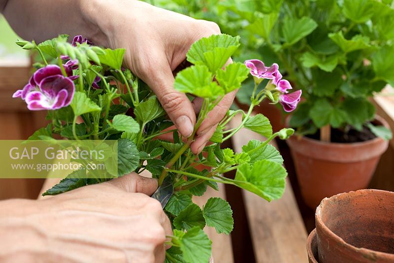 Step-by-step - Taking cuttings and propagating Pelargonium 'Black Knight' in containers in greenhouse' 
