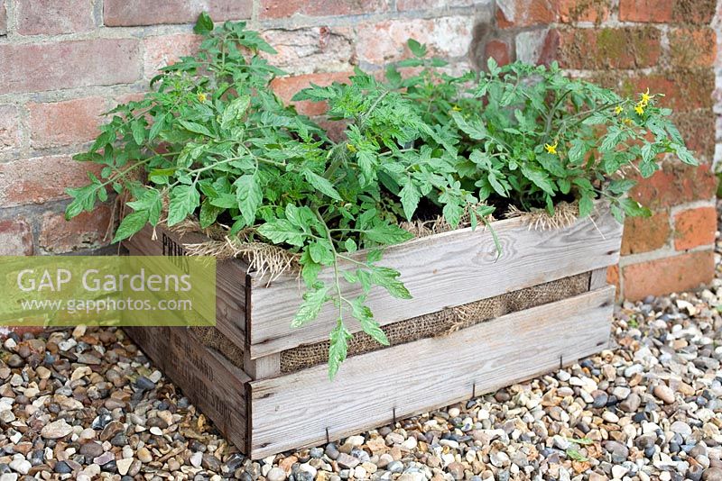 Step-by-step - Growing tomatoes  'Sweet'n'Neat' and 'Tumbling Tom Red' in crate with hessian sacking