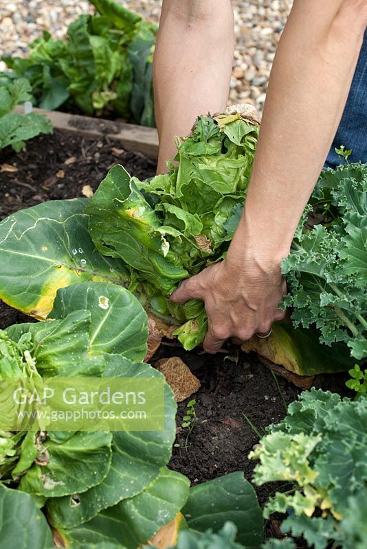 Step-by-step - Removing diseased and damaged cabbages from raised vegetable bed