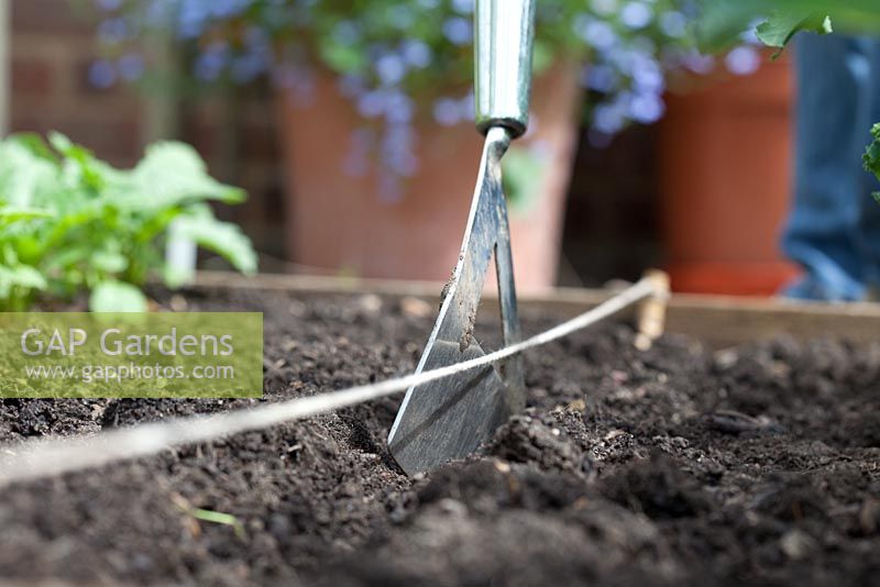 Step-by-step - Planting spring greens from seed in a raised vegetable bed